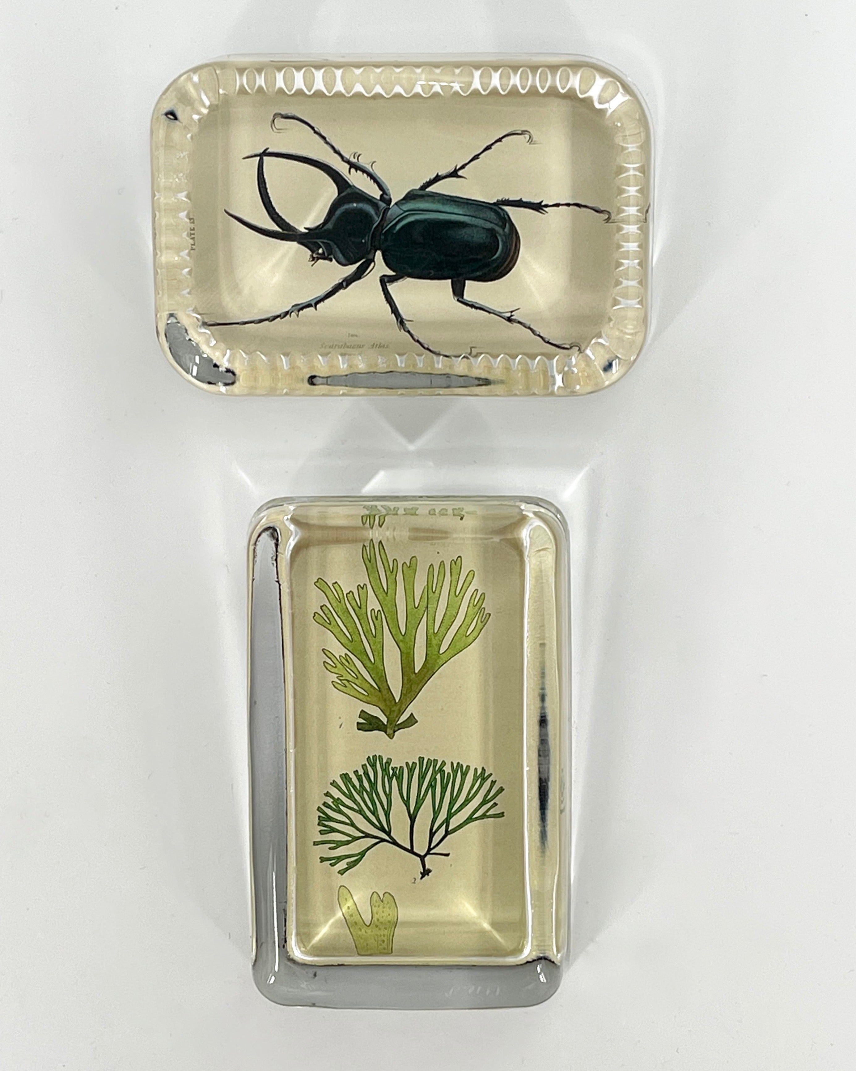 John Derian Rectangular Paperweight – MOTTO Harvard Square