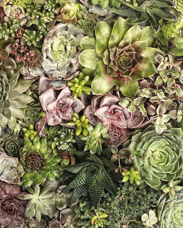 Grand Format Collective Succulents