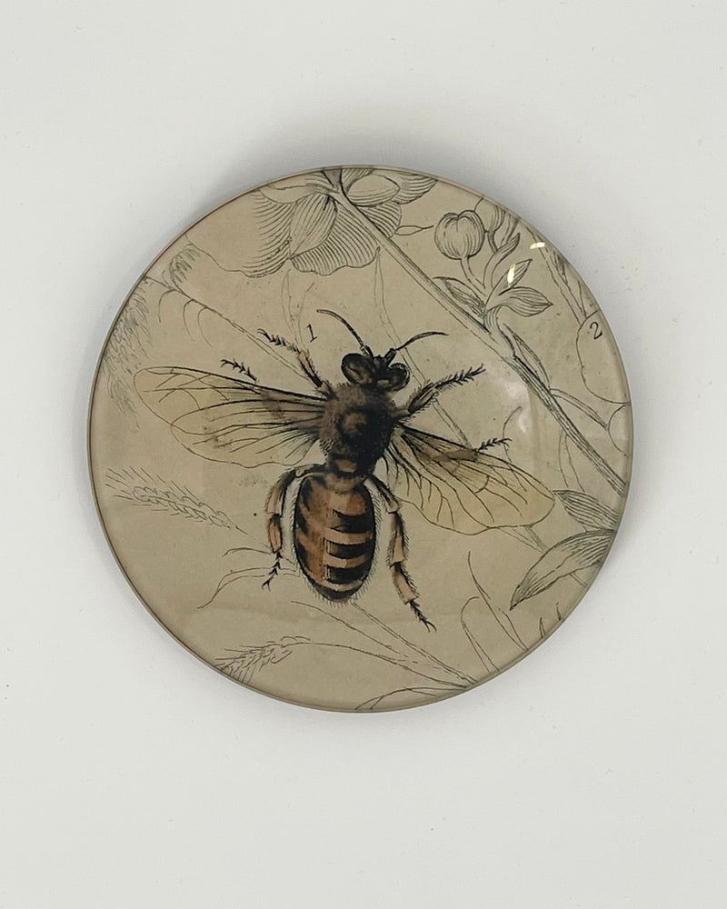 John Derian 5 1/4" Round Plates