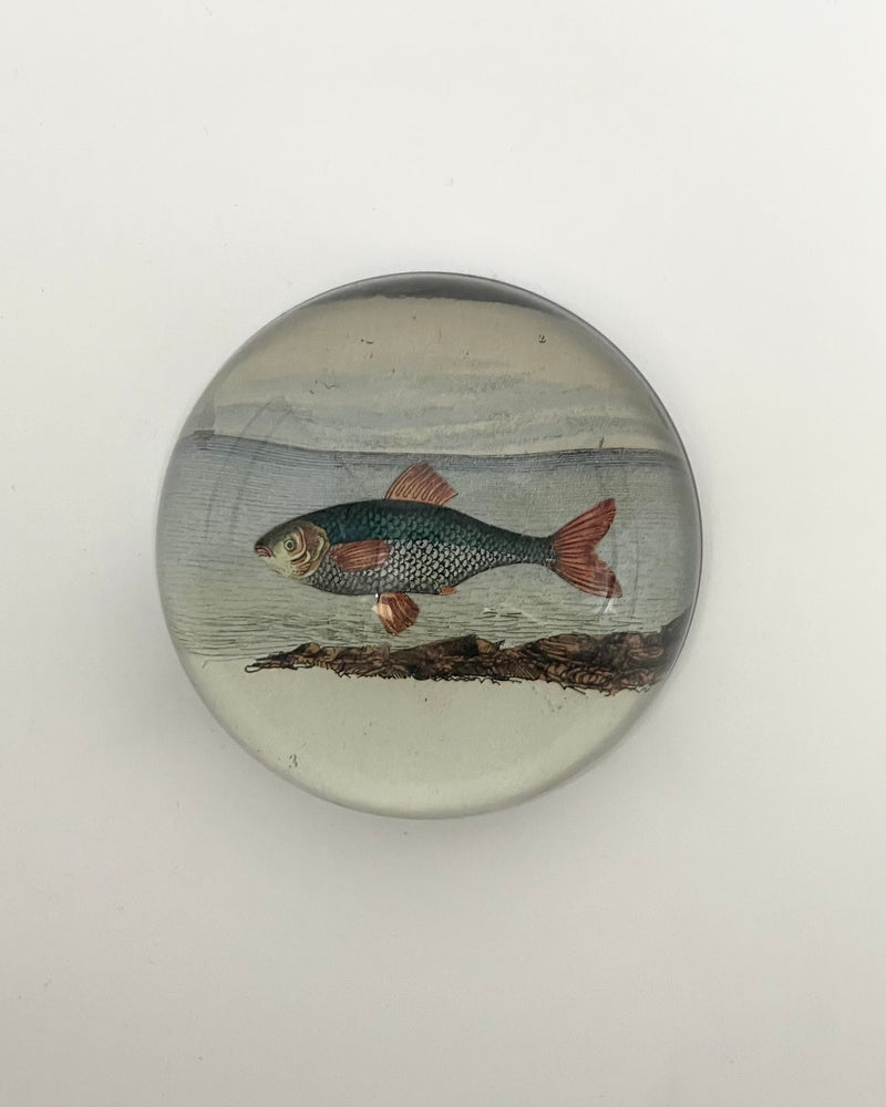 John Derian Dome Paperweights