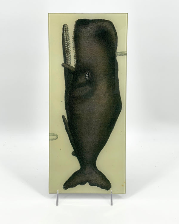 John Derian Sperm Whale 7" x 16" Tray