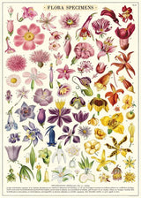 Posters / Giftwrap