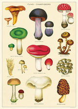 Posters / Giftwrap